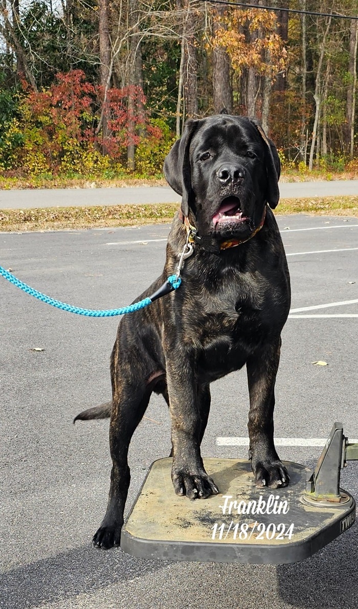 Franklin after walking